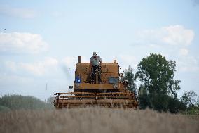 Grain Harvest In Lowicz