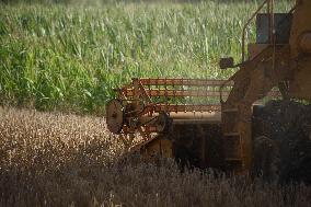 Grain Harvest In Lowicz