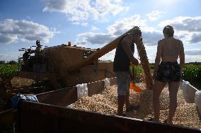 Grain Harvest In Lowicz