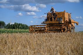 Grain Harvest In Lowicz