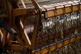 Grain Harvest In Lowicz