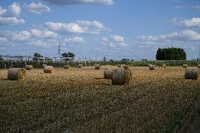 Grain Harvest In Lowicz