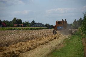 Grain Harvest In Lowicz