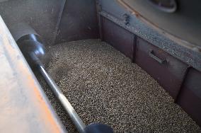 Grain Harvest In Lowicz