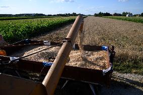 Grain Harvest In Lowicz