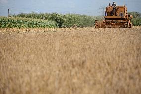 Grain Harvest In Lowicz