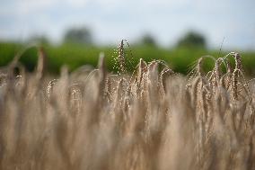 Grain Harvest In Lowicz