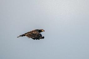 Wildlife At The Oxbow Nature Conservancy