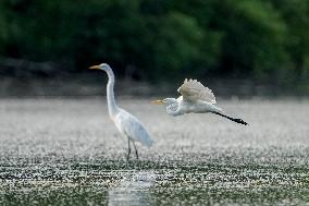 Wildlife At The Oxbow Nature Conservancy