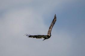 Wildlife At The Oxbow Nature Conservancy