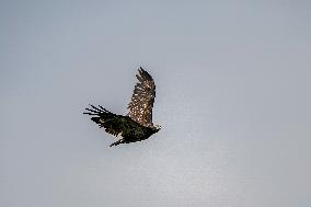 Wildlife At The Oxbow Nature Conservancy