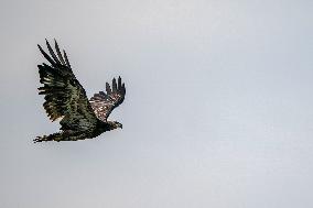 Wildlife At The Oxbow Nature Conservancy