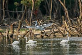 Wildlife At The Oxbow Nature Conservancy