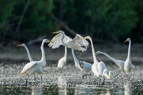 Wildlife At The Oxbow Nature Conservancy