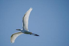 Wildlife At The Oxbow Nature Conservancy