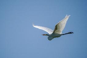 Wildlife At The Oxbow Nature Conservancy