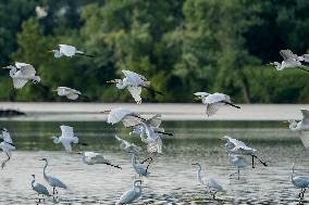 Wildlife At The Oxbow Nature Conservancy