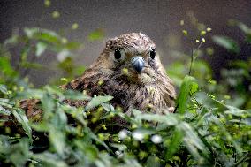 Falcon chicks nursed in Vinnytsia zoo yard