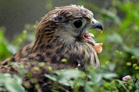 Falcon chicks nursed in Vinnytsia zoo yard