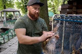 Falcon chicks nursed in Vinnytsia zoo yard