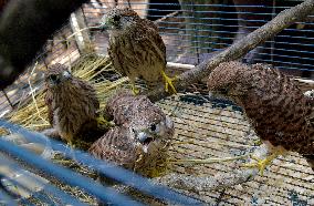 Falcon chicks nursed in Vinnytsia zoo yard