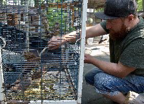 Falcon chicks nursed in Vinnytsia zoo yard