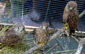 Falcon chicks nursed in Vinnytsia zoo yard