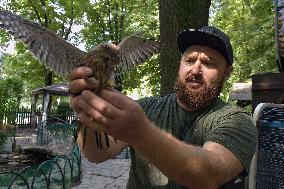 Falcon chicks nursed in Vinnytsia zoo yard