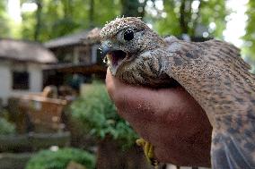 Falcon chicks nursed in Vinnytsia zoo yard