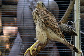 Falcon chicks nursed in Vinnytsia zoo yard