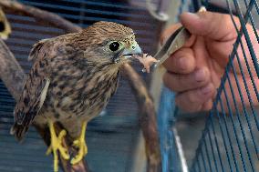 Falcon chicks nursed in Vinnytsia zoo yard