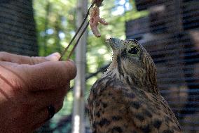 Falcon chicks nursed in Vinnytsia zoo yard