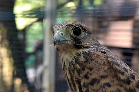 Falcon chicks nursed in Vinnytsia zoo yard