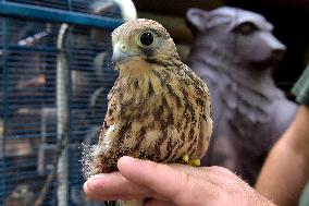 Falcon chicks nursed in Vinnytsia zoo yard