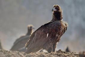 Cinereous Vulture