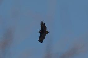 Cinereous Vulture