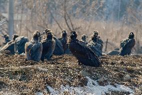 Cinereous Vulture