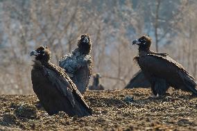 Cinereous Vulture