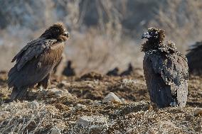 Cinereous Vulture