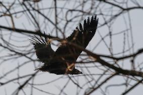 Cinereous Vulture