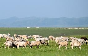 CHINA-INNER MONGOLIA-ULAN MOD GRASSLAND (CN)