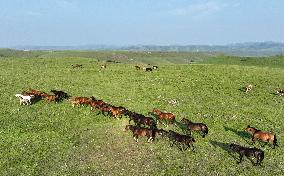 CHINA-INNER MONGOLIA-ULAN MOD GRASSLAND (CN)