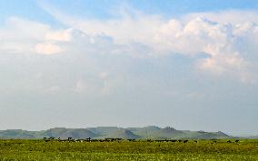 CHINA-INNER MONGOLIA-ULAN MOD GRASSLAND (CN)