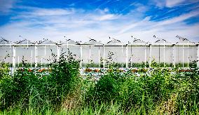 Greenhouses In The Westland - Netherlands