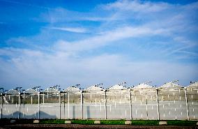 Greenhouses In The Westland - Netherlands