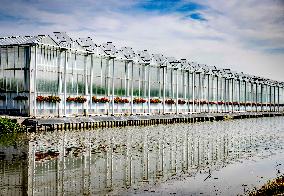 Greenhouses In The Westland - Netherlands