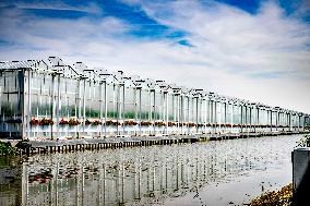 Greenhouses In The Westland - Netherlands