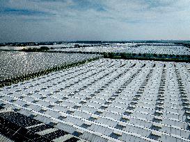 Greenhouses In The Westland - Netherlands