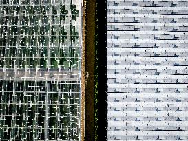 Greenhouses In The Westland - Netherlands