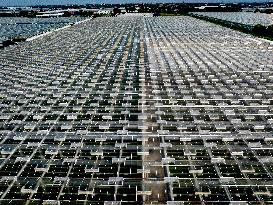 Greenhouses In The Westland - Netherlands